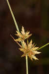 Gray's flatsedge